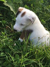 De La Vallée De L'airou - Fox Terrier Poil lisse - Portée née le 20/05/2017