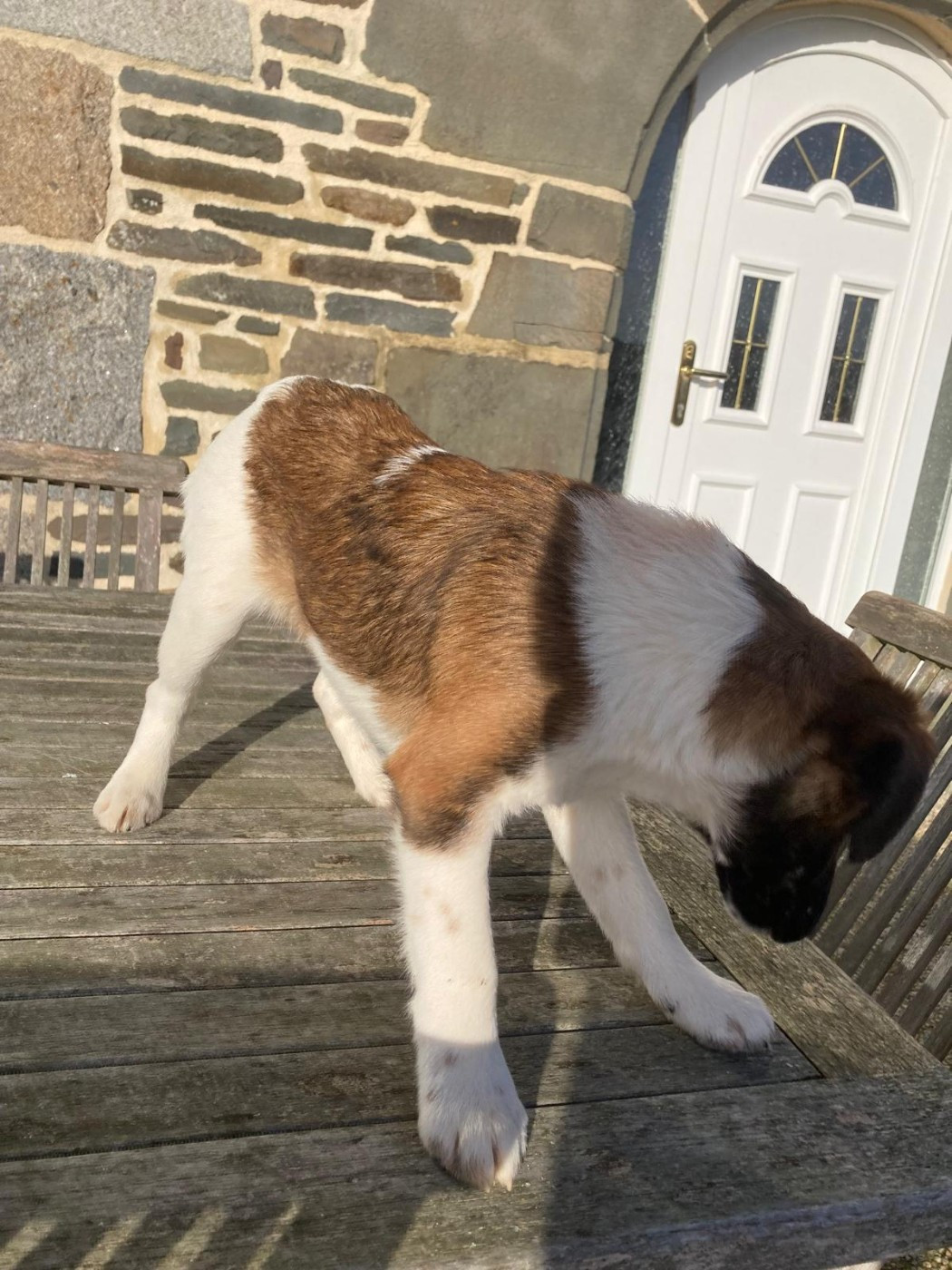 De La Vallée De L'airou - Chiots disponibles - Fox Terrier Poil lisse