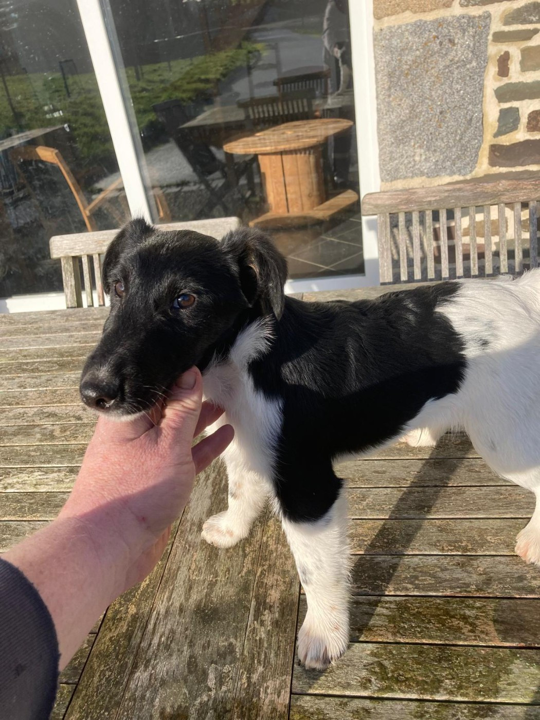 De La Vallée De L'airou - Chiots disponibles - Fox Terrier Poil lisse