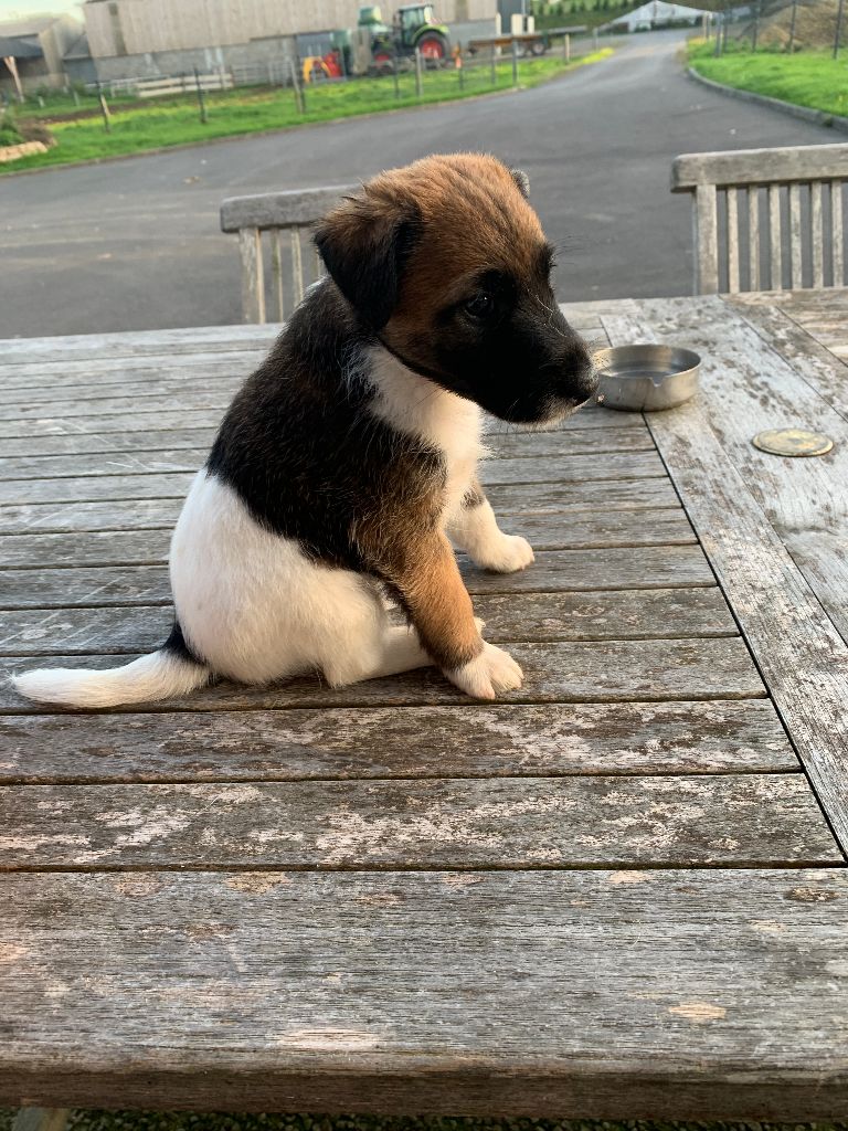 De La Vallée De L'airou - Chiots disponibles - Fox Terrier Poil lisse