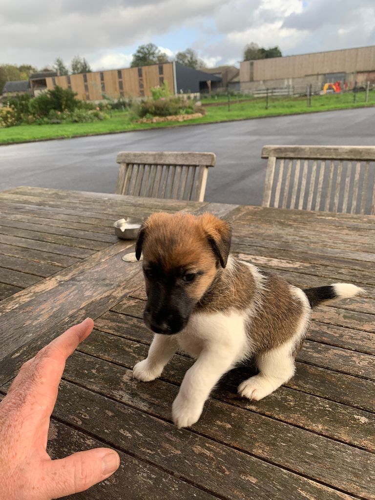 De La Vallée De L'airou - Chiots disponibles - Fox Terrier Poil lisse