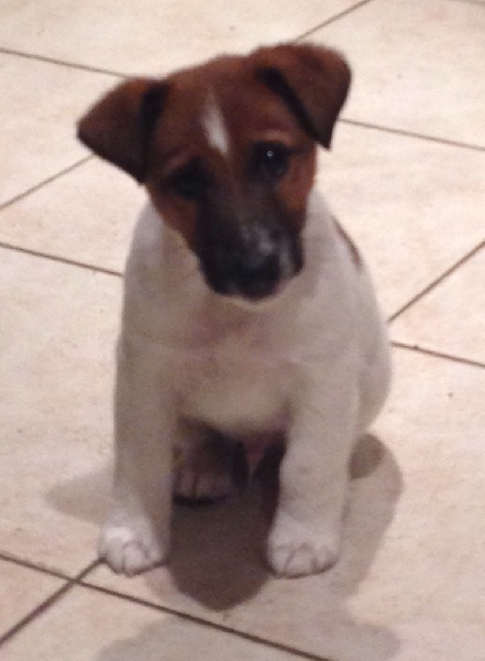 De La Vallée De L'airou - Fox Terrier Poil lisse - Portée née le 16/09/2016