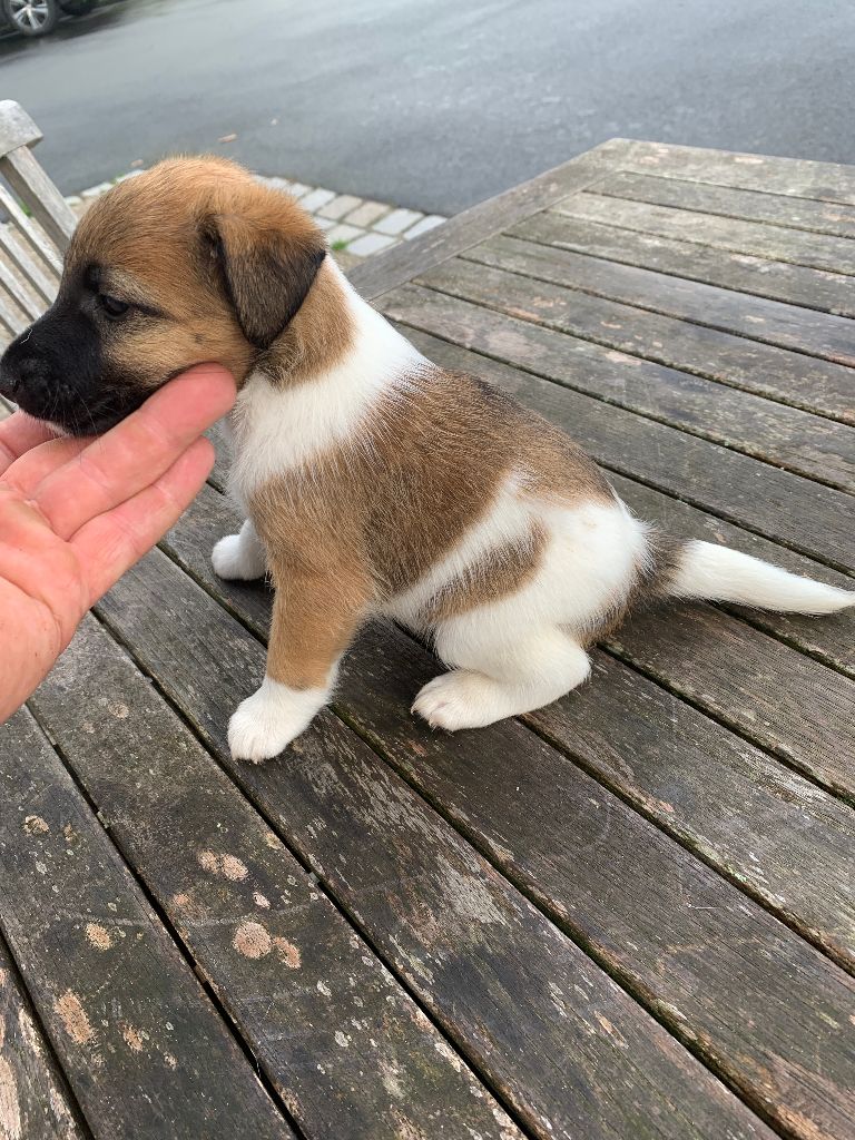 De La Vallée De L'airou - Chiots disponibles - Fox Terrier Poil lisse