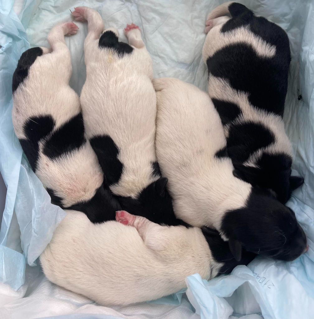 Chiot Fox Terrier Poil lisse De La Vallée De L'airou