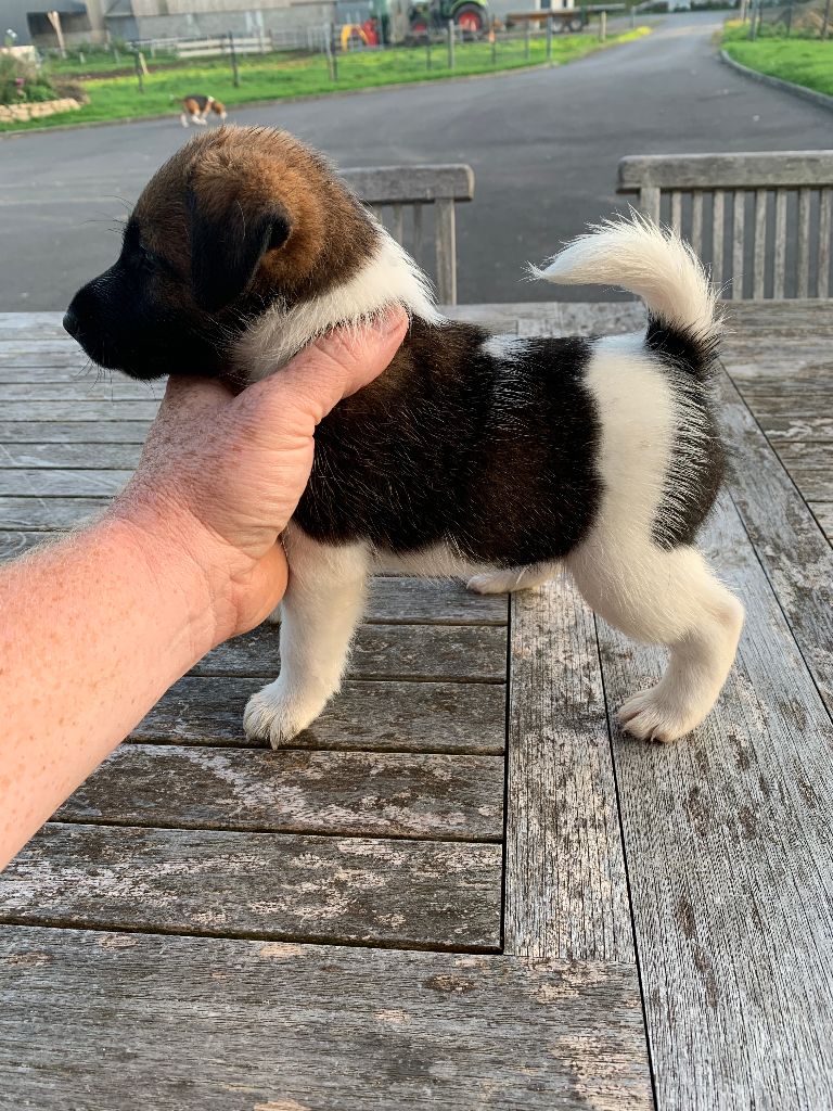 De La Vallée De L'airou - Chiots disponibles - Fox Terrier Poil lisse